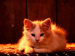 Buffy, Domestic Longhair